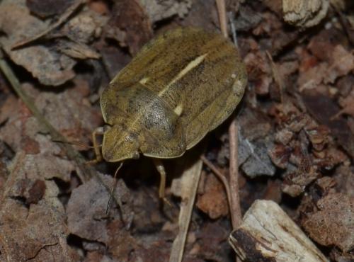 Réf. 182 482 : Eurygaster austriaca